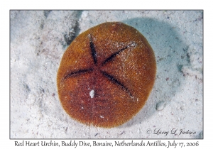 Red Heart Urchin