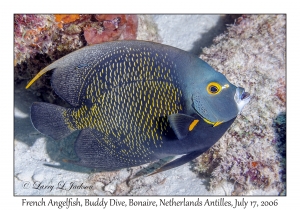 French Angelfish