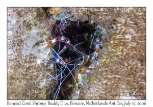 Banded Coral Shrimp