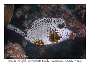 Smooth Trunkfish