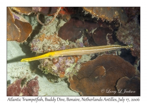 Atlantic Trumpetfish