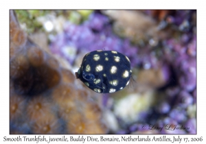 Smooth Trunkfish