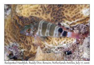 Redspotted Hawkfish