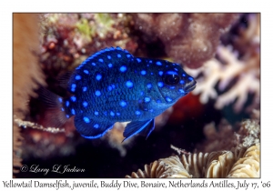 Yellowtail Damselfish