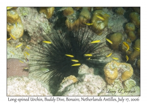 Long-spined Urchin