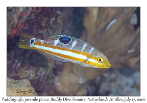 Puddingwife