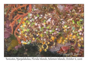 Tunicates