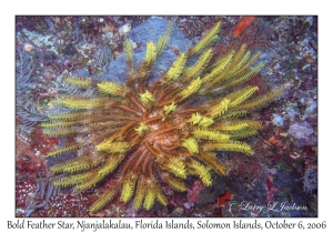 Bold Feather Star