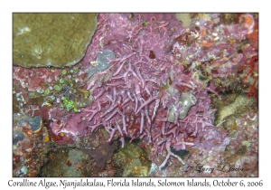 Coralline Algae