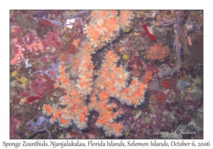 Sponge Zoanthid