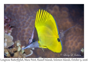 Longnose Butterflyfish