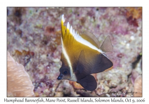 Humphead Bannerfish