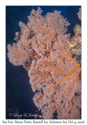 Sea Fan