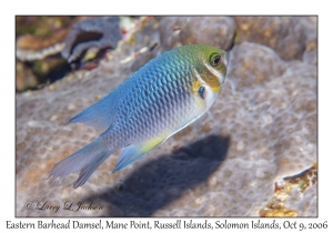 Eastern Barhead Damsel