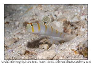 Randall's Shrimpgoby