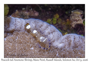 Peacock-tail Anemone Shrimp