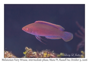 Melanesian Fairy Wrasse