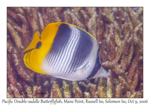 Pacific Double-saddle Butterflyfish