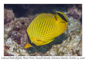 Latticed Butterflyfish