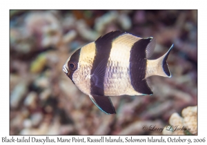 Black-tailed Dascyllus