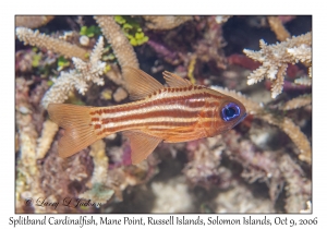 Splitband Cardinalfish