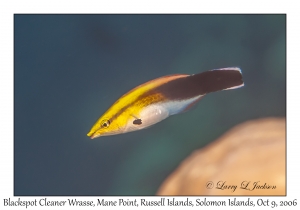 Blackspot Cleaner Wrasse