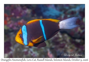 Orangefin Anemonefish