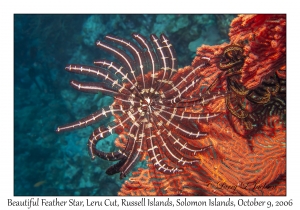 Beautiful Feather Star