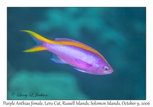 Purple Anthias female