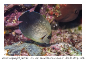 Mimic Surgeonfish juvenile