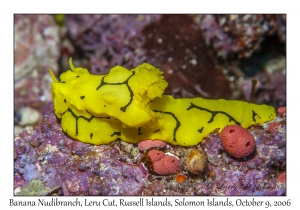 Banana Nudibranch