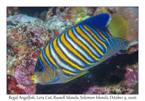 Regal Angelfish