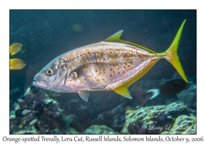 Orange-spotted Trevally variation