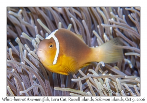 White-bonnet Anemonefish