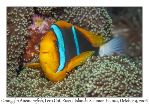 Orangefin Anemonefish