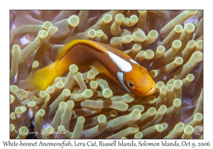 White-bonnet Anemonefish