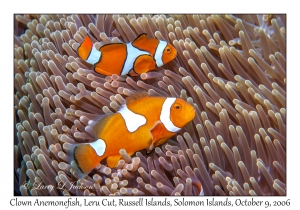 Clown Anemonefish