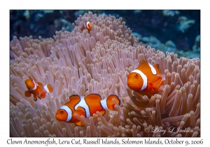 Clown Anemonefish