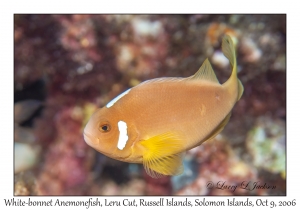 White-bonnet Anemonefish