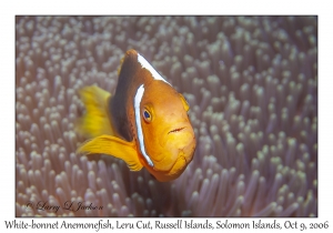 White-bonnet Anemonefish