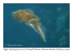 Bigfin Reef Squid