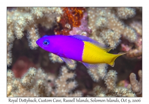 Royal Dottyback