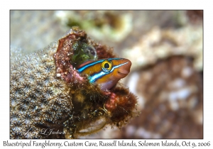 Bluestriped Fangblenny