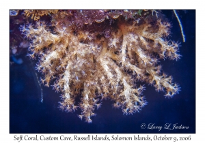 Soft Coral