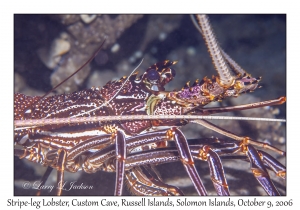 Stripe-leg Spiny Lobster