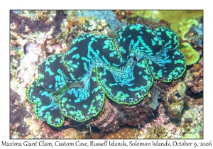 Maxima Giant Clam