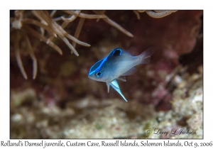 Rolland's Damsel juvenile