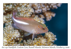 Arc-eye Hawkfish