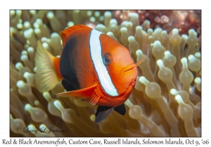 Red & Black Anemonefish