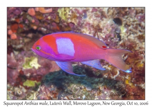 Squarespot Anthias male